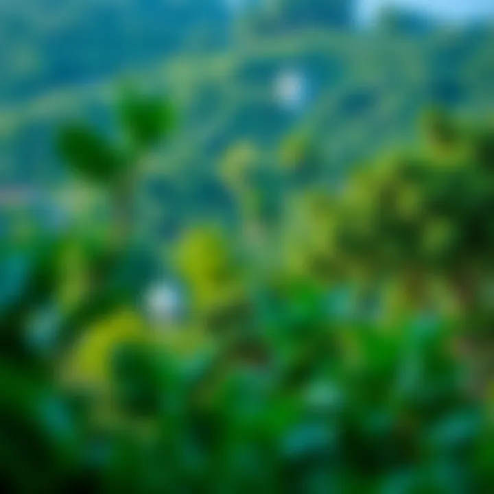 Green landscapes and recreational areas at Geant Vida Hills