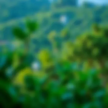 Lush Greenery and Recreation at Geant Vida Hills Green landscapes and recreational areas at Geant Vida Hills