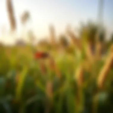 Close-up of native plants and wildlife in Grassland Barsha highlighting its ecological diversity.